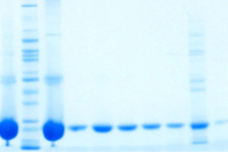 Protein Expression and Purification Core Facility