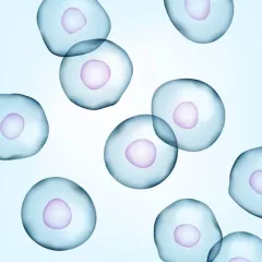 single cell
